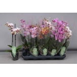 Phalaenopsis Kuuking mult mix 4 colours 12cm h50 2õv