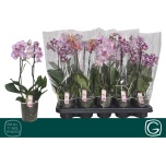 Phalaenopsis Kuuking mult mix 4 colours 12cm h38 2õv