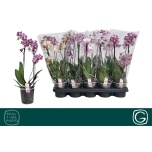 Phalaenopsis Kuuking Multiflora mix 12cm