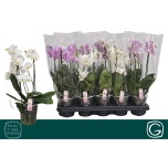 Phalaenopsis Kuuking Multiflora 12m h38 3õv