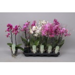 Phalaenopsis Kuuking Multiflora mix 12m h50 2õv