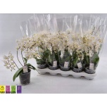 Phaleonopsis Kuuking Mult other white 12cm h30 2õv