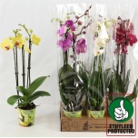 Phalaenopsis Kuuking mix 12cm h60