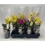 Phalaenopsis Kuuking 9cm h23 2õv
