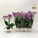 Phalaenopsis Kuuking other pink 9cm h45 3õv