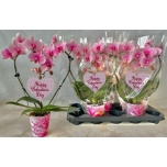 Phalaenopsis Kuuking other pink 9cm h45