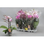 Phalaenopsis Kuuking mix 9cm h35