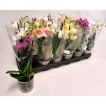 Phalaenopsis Kuuking mix 9cm h35 2õv
