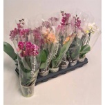 Phalaenopsis Kuuking mix 9cm h35 2õv