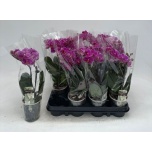 Phalaenopsis Kuuking other purple 9cm h30