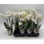 Phalaenopsis Kuuking white 9cm