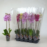 Phalaenopsis Kuuking 12cm h50