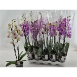Phalaenopsis Kuuking mix 12cm h65 2õv