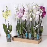 Phalaenopsis Kuuking mix 12cm mix h70 2õv