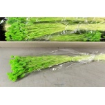 Dried Phalaris Light Green (100g) 70cm (pk)