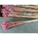 Dried Phalaris Light Pink (100g) 70cm (pk)