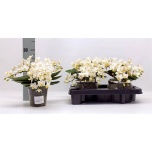 Phalaenopsis Kuuking mult anth nazare 12cm h30
