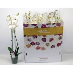 Phalaenopsis Kuuking other white 12cm