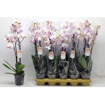 Phalaenopsis Kuuking other white 12cm