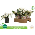 Phalaenopsis Kuuking other white 12cm