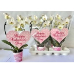 Phalaenopsis Kuuking other white 12cm h50