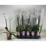 Phalaenopsis Kuuking other white 12cm h60 2õv