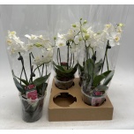 Phalaenopsis Kuuking other white 12cm