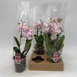 Phalaenopsis Kuuking other pink 12cm