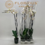Phalaenopsis Kuuking other white 15cm