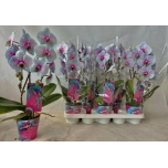 Phalaenopsis Kuuking Wonder of Nature 12cm