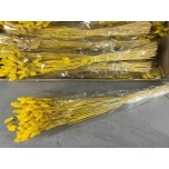 Dried Phalaris Yellow 100g (pk)