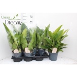 Philodendron Filodendron imperial green 17cm