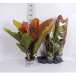 Philodendron Filodendron other 19cm