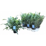 Phlebodium Kuldimar Blue Star 17cm
