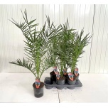 Phoenix canariensis Kanaari datlipalm 15cm h80cm
