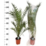 Phoenix canariensis Kanaari datlipalm 21cm h150cm