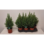 Picea glauca Kanada kuusk conica 15cm