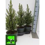 Picea abies conica Kanada kuusk 19cm