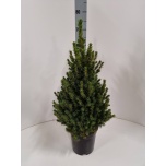 Picea glauca Kanada kuusk conica 21cm