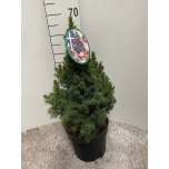 Picea glauca  Kanada kuusk conica 23cm