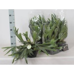 Platycerium bifurcatum Sarvsõnajalg 21cm