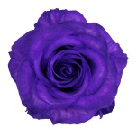 EC Roos 60cm paint Purple