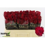 Roos 50cm Abba