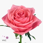 Roos 40cm Ace Pink Uganda