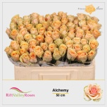 Roos 50cm Alchemy
