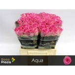 Roos 40cm Aqua