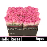 Roos 40cm Aqua