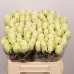 Roos 40cm Athena