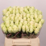 Roos 40cm Athena