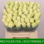 Roos 40cm Athena